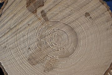 Image showing Spruce Wood Log