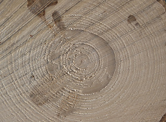 Image showing Spruce Wood Rings