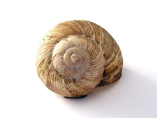 Image showing snail