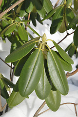 Image showing Green leaves in Snow