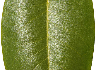 Image showing Green Leaf