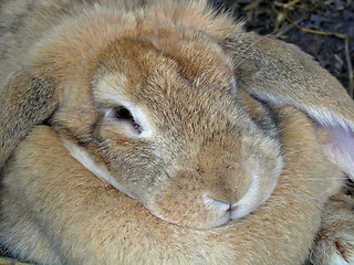 Image showing Big rabbit