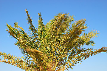 Image showing palm