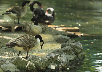 Image showing Feeding birds