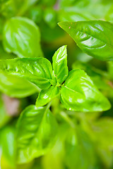 Image showing Fresh basil