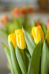 Image showing Tulips