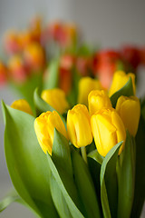 Image showing Tulips