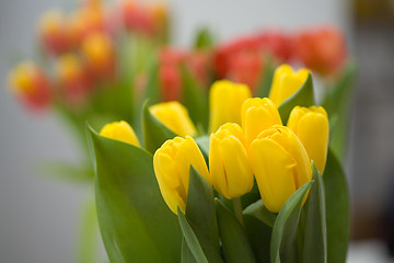 Image showing Tulips