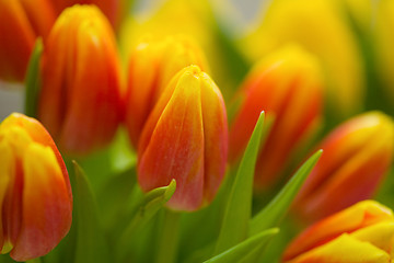 Image showing Tulips