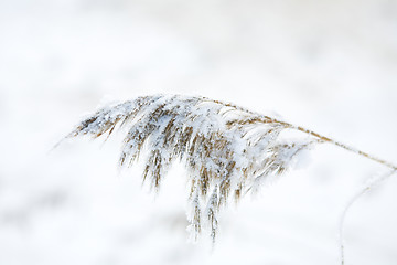 Image showing frozen hay