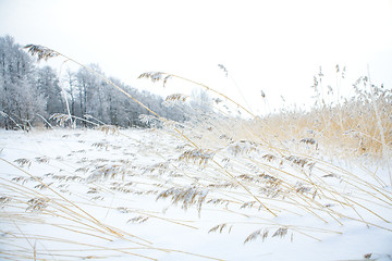 Image showing Winter scene