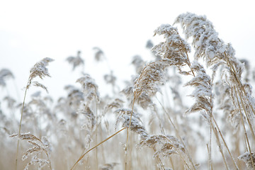 Image showing frozen hay