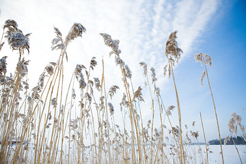 Image showing frozen hay