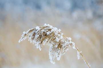 Image showing frozen hay