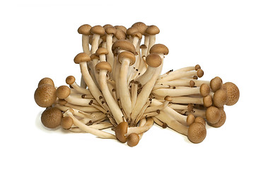 Image showing Buna Shimeji mushrooms