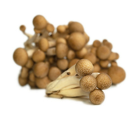 Image showing Buna Shimeji mushrooms