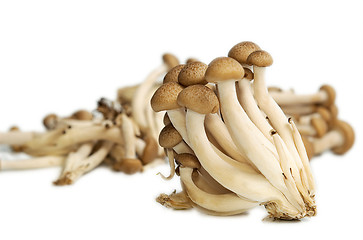 Image showing Buna Shimeji mushrooms