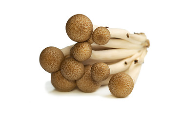 Image showing Buna Shimeji mushrooms