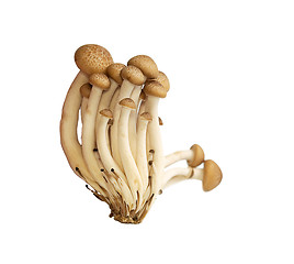 Image showing Buna Shimeji mushrooms