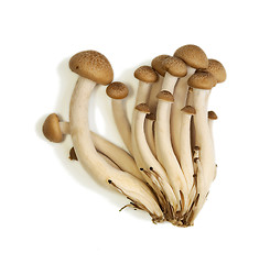 Image showing Buna Shimeji mushrooms