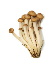 Image showing Buna Shimeji mushrooms