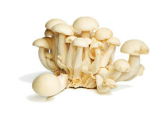 Image showing White Crab Mushrooms