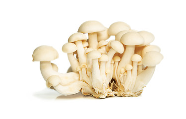 Image showing White Crab Mushrooms