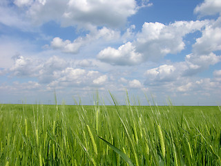 Image showing Wheat Field