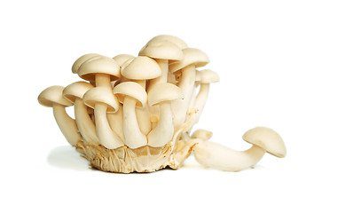 Image showing White Crab Mushrooms