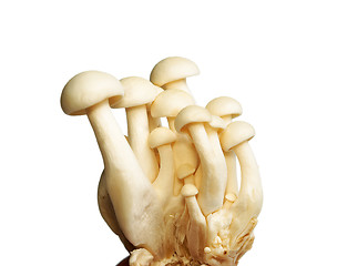 Image showing White Crab Mushrooms