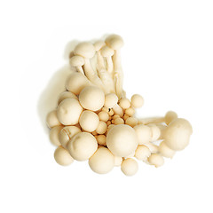 Image showing White Crab Mushrooms