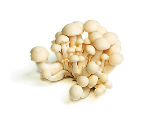 Image showing White Crab Mushrooms