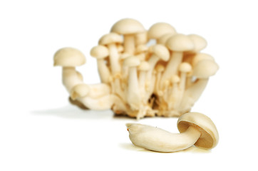 Image showing White Crab Mushrooms