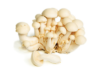 Image showing White Crab Mushrooms