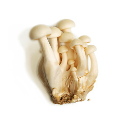 Image showing White Crab Mushrooms