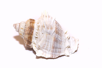 Image showing sea shell1