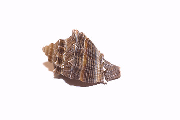 Image showing sea shell2