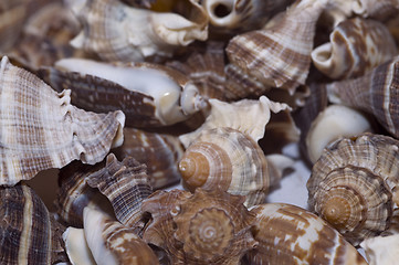 Image showing sea shells2