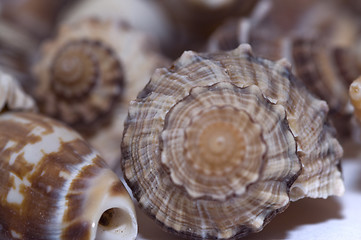 Image showing sea shells3