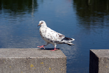 Image showing Walking pigeon