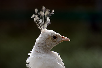 Image showing Peafowl head