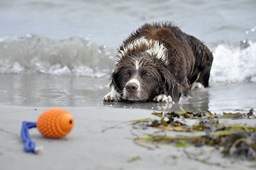 Image showing Dog plays in water