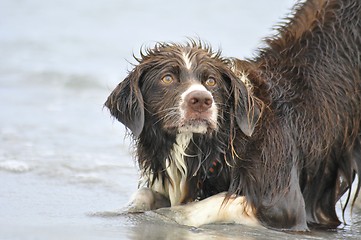 Image showing Dog plays in water