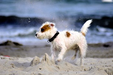 Image showing funny Dog at the beach