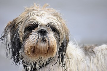 Image showing Dog at the beach