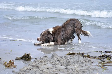 Image showing Dog plays in water