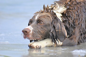 Image showing Dog plays in water