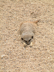 Image showing Meerkat Relaxing