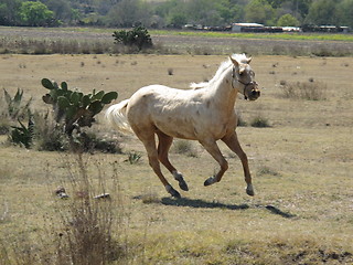 Image showing Galloping horse