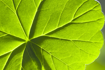 Image showing detail geranium leaf macro